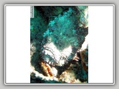 066-steinfisch